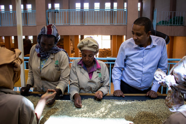 Jigesa | Ethiopia | Filter