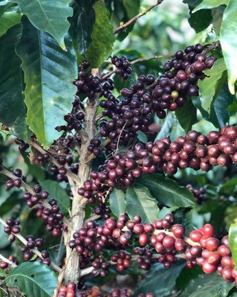 Profiler | Blend [Wholesale]