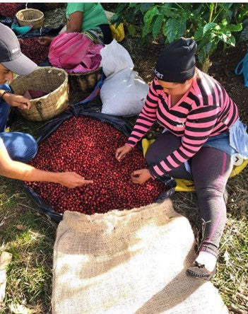 Profiler | Blend [Wholesale]