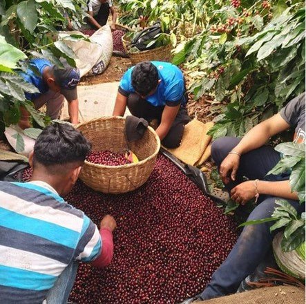 Profiler | Blend [Wholesale]