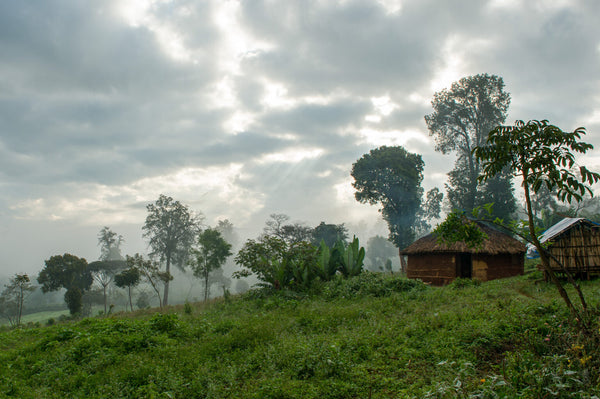 Jigesa | Ethiopia | Filter