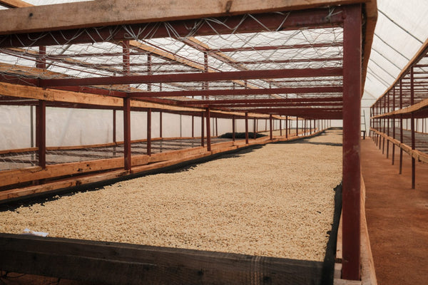 Sovu | Rwanda | Espresso