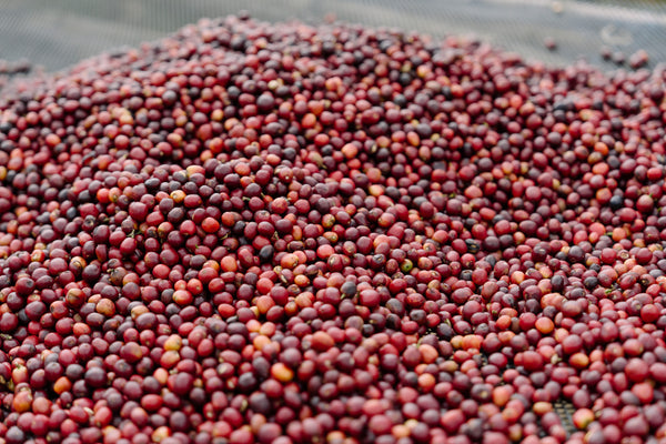 Jigesa | Ethiopia | Filter