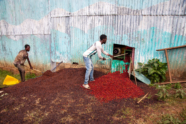 Ayla Bombe | Ethiopia | Filter
