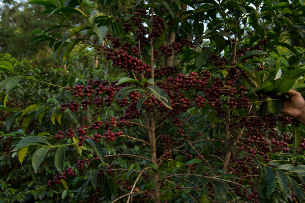 Ayla Bombe | Ethiopia | Filter
