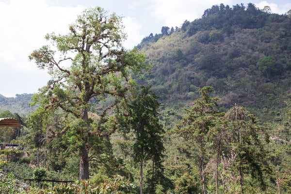 El Aguacate | Guatemala | Filter [Wholesale]